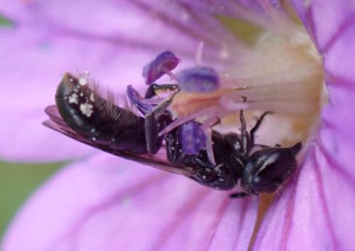 Chelostoma sp.